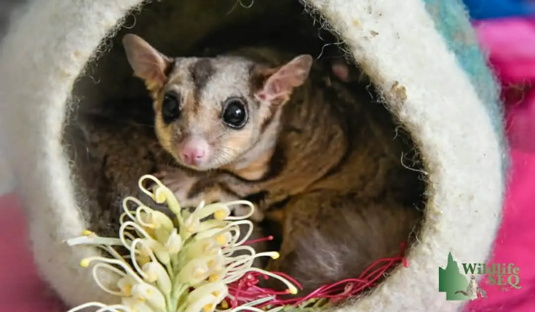 Native Wildlife in Rehabilitation